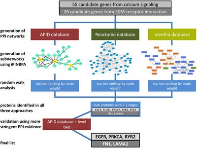 Identification of Central Regulators of Calcium Signaling and ECM–Receptor Interaction Genetically Associated With the Progression and Recurrence of Atrial Fibrillation